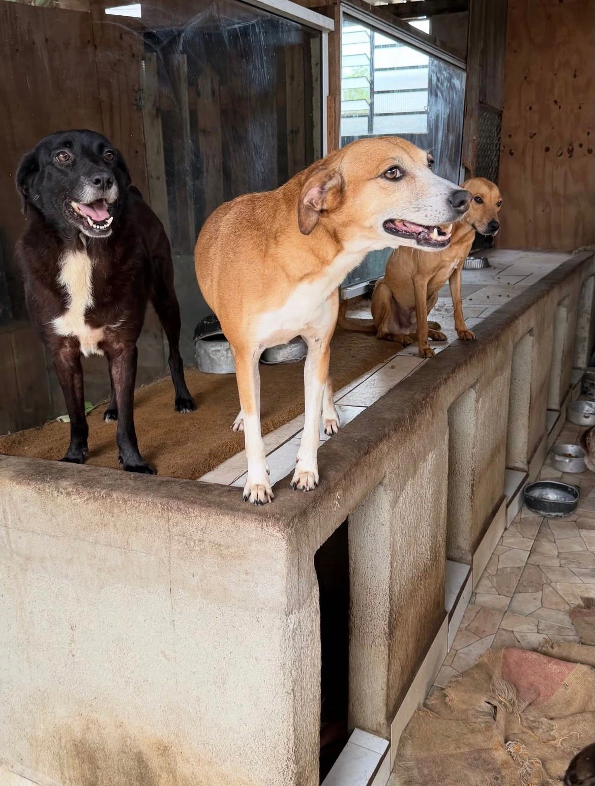 Cães protegidos no abrigo